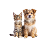 Animals & Pets