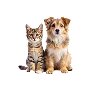 Animals & Pets