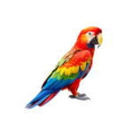 Oiseaux