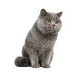 Chats et chatons