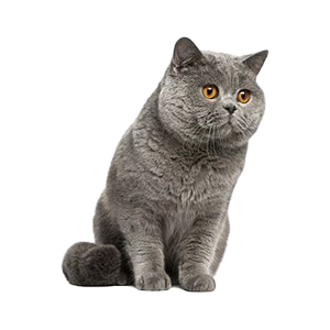 Cats & Kittens