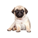 Chiens et chiots