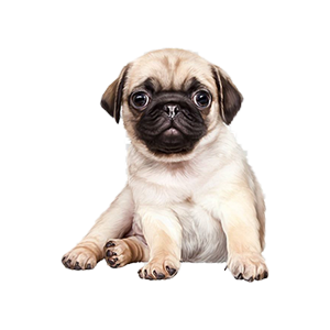 Dogs & Puppies