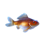 Poissons