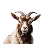 Autres animaux
