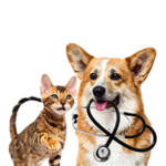 Services pour animaux de compagnie