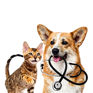 Pet Services