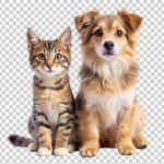 Animaux & Animaux de compagnie