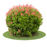 Services d’aménagement paysager et de jardinage