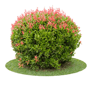 Landscaping & Gardening Services