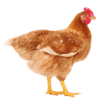 Animaux d’élevage