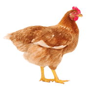 Farm Animals