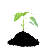 Seeds & Fertilizers